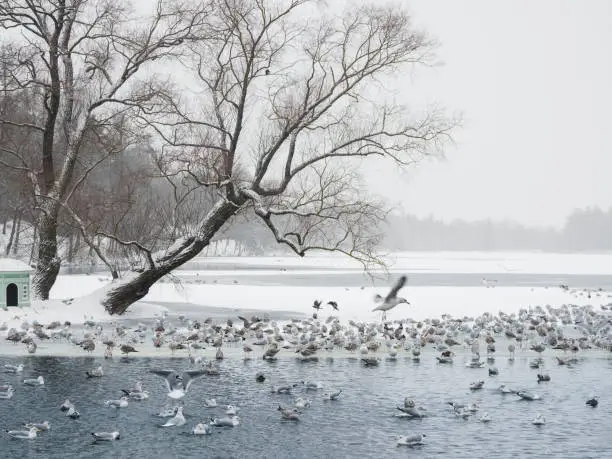 Mystical morning landscape with winter fog over the lake and many birds. Frosty winter landscape with lake. Birds on a winter pond. Northern landscape on the lake.