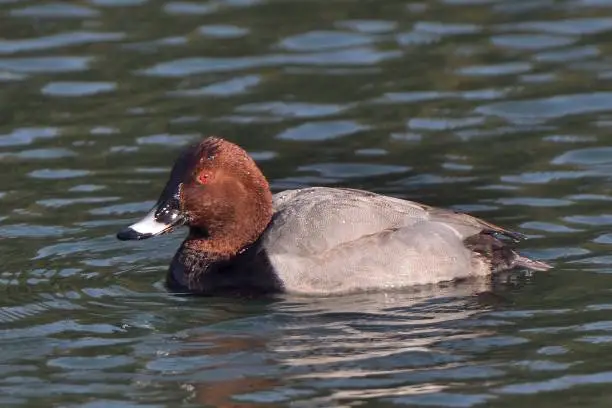 Photo of Common pochard swimming on the surface of the water