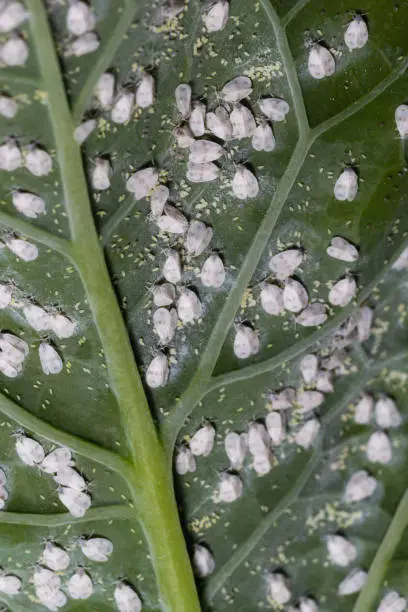 Whitefly Aleyrodes proletella agricultural pest on cabbage leaf.