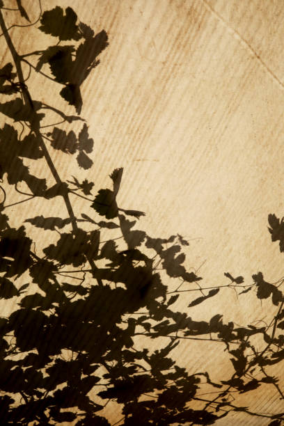 istock old dirty fabric background with shadow of leaves 1410404129