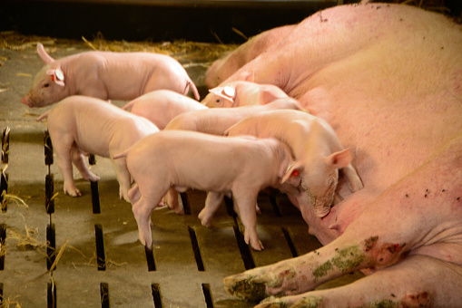 intensive livestock farming: Indoor in a litter box; single sow-pig laying on her side with newborn suckling piglets.