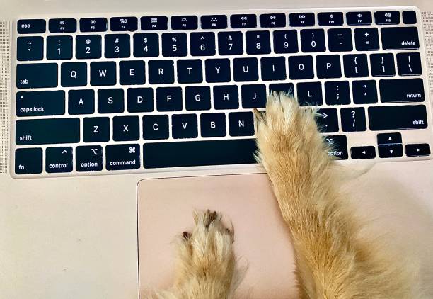 istock Dog Paws on Laptop Keyboard 1410405084