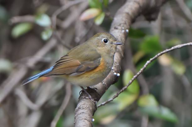 istock Female red-flanked bluetail perching on a branch 1410405257