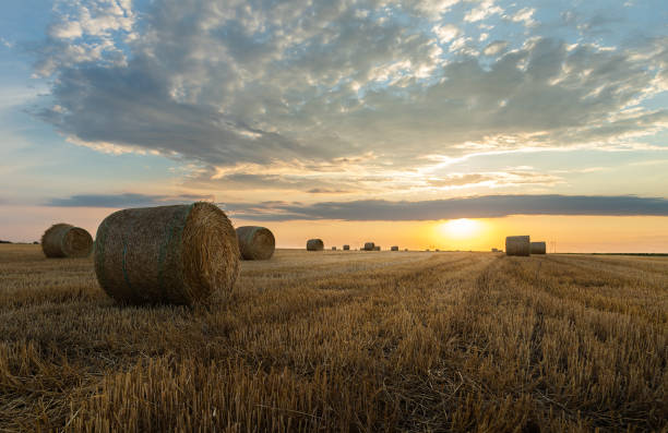 istock Stubble field and hay bales 1410406947