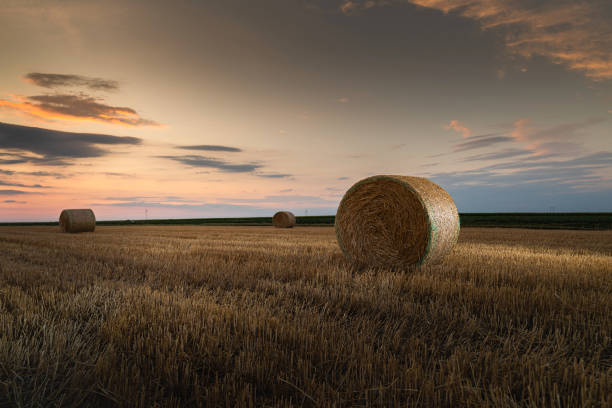 istock Stubble field and hay bales 1410406951