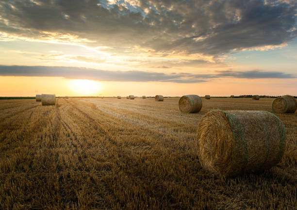 istock Stubble field and hay bales 1410406955