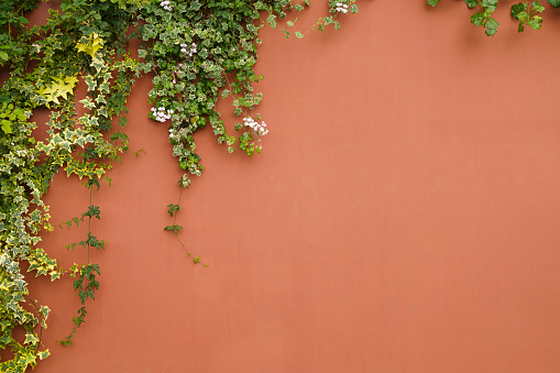 The wall is made of brick and then painted in white. There are creepers on the left wall. This wall is popular in English style. Also known as a vintage style. as background with copy space.