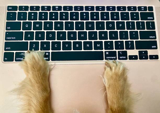 istock Dog Paws on Laptop Keyboard 1410407901