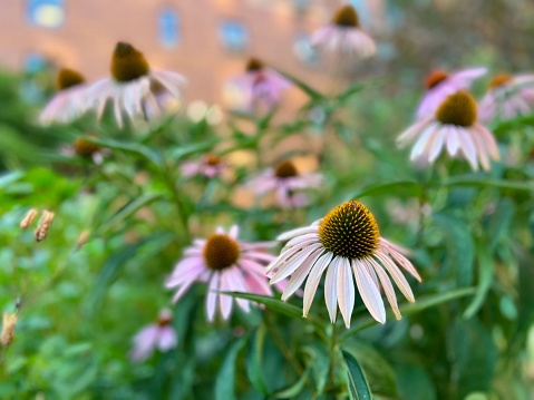 Bouquet of fresh echinacea flowers on with leaves on long stems on a white background