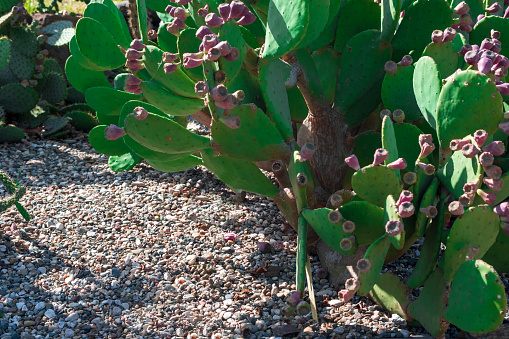 Close up of a cactus garden in Sardinia.
