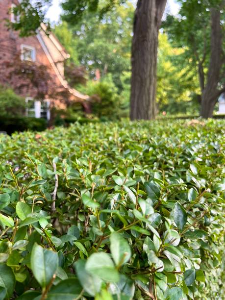 Top of Privet Hedge after Pruning Top of Privet hedge privet stock pictures, royalty-free photos & images