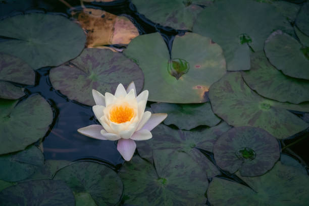 istock White lotus flower in pond 1410419365