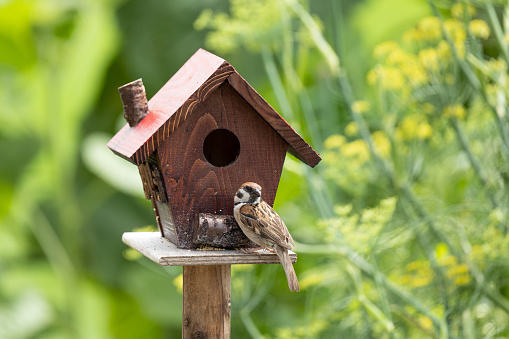 Close up of a small bird house with a little Sparrow resting on it in garden.