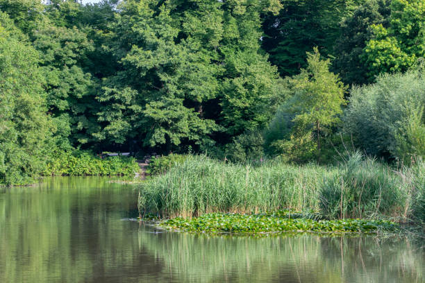 istock Pond At The Frankendaelpark Park Amsterdam The Netherlands 1410420281