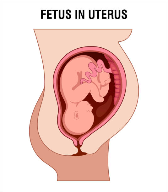 Fetus in Uterus during pregnancy Fetus in Uterus during pregnancy. Pregnancy women anatomy. Fetus with umbilical cord and placenta.
Colored medical vector illustration. abdominal cavity stock illustrations