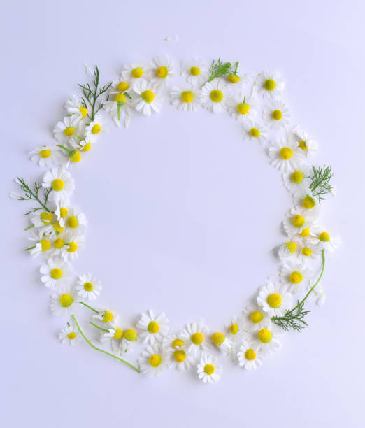 istock Chamomile flowers on white background 1410420609