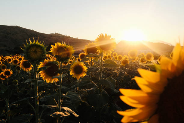 istock Sunflower field at sunset 1410422647