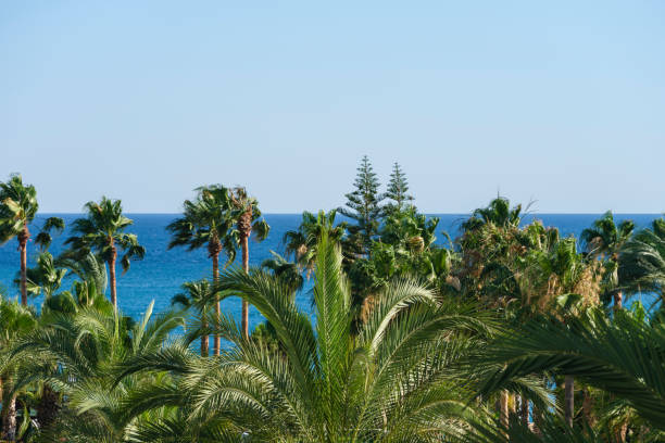 beautiful palms and sea view