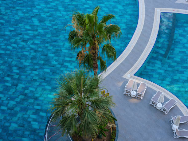 beautiful palms and blue hotel pool