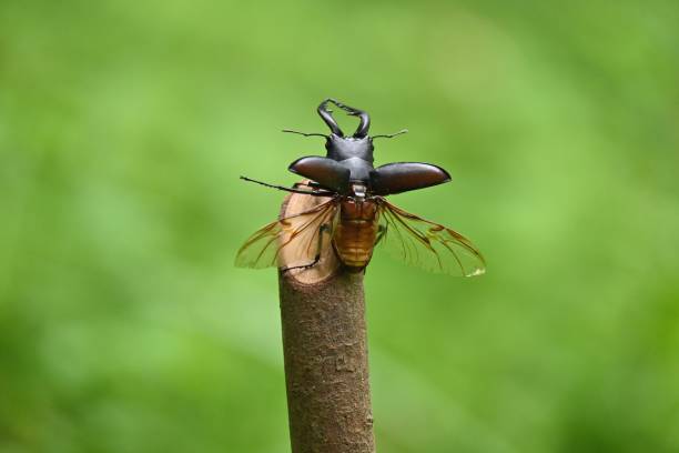 istock The moment when a male stag beetle flies 1410422680