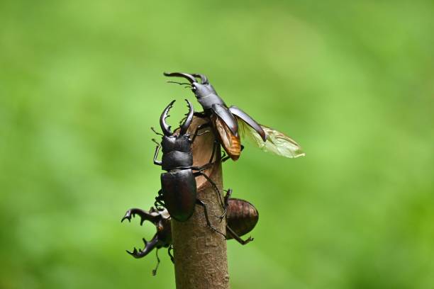 istock The moment when a male stag beetle flies 1410422686