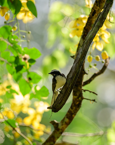 White-browed fantail bird perched, beautiful spring background.