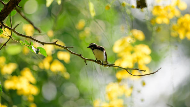 istock White-browed fantail bird perched on a tree branch, beautiful spring background. 1410423448