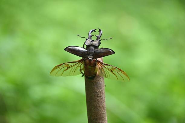 The moment when a male stag beetle flies