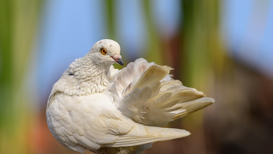 Beautiful white pigeon preening feathers against natural bokeh background