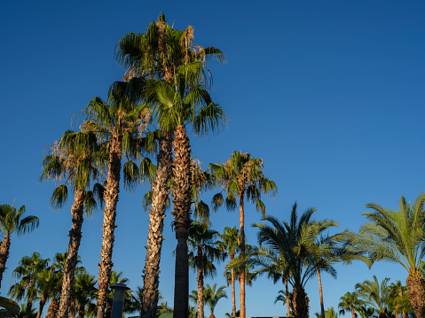 Liberty Square Palm Trees, Belo Horizonte, Brazil