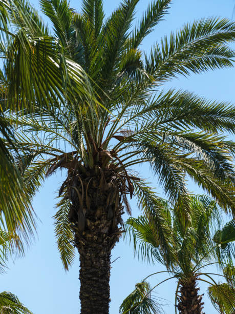 istock green palms and blue sky 1410425907