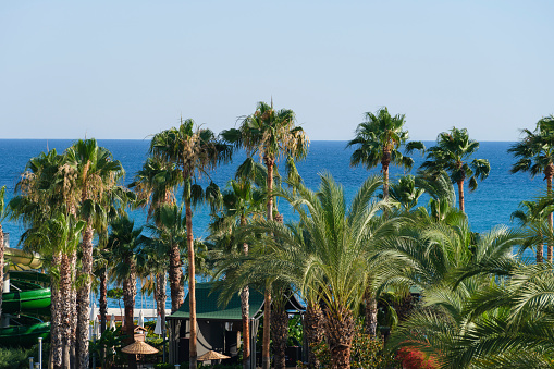 beautiful palms and sea view