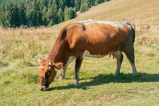 A brown and white dirty cow with a bell grazes at altitude on a meadow and near pine tree forests and mountains. Outdoors. Landscape. Tree. Farming. Skyline. Peak. Rustic. Day. Forest. Plant