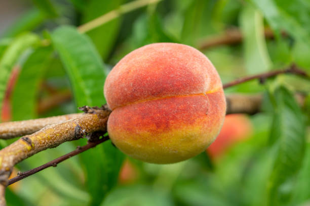 istock peach fruit on a peach tree in the garden 1410426897