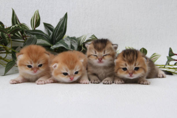 British longhair kittens on white background with green leaves. Golden chinchilla highlander. Cute fluffy kitten . Pets at cozy home. Top view web banner. Funny adorable pets cats. Postcard concept. gatitos británicos de pelo largo sobre fondo blanco con hojas verdes. chinchilla dorada highlander. lindo gatito esponjoso. mascotas en casa acogedora. banner web de vista superior. divertidos gatos adorables mascotas. concepto de postal