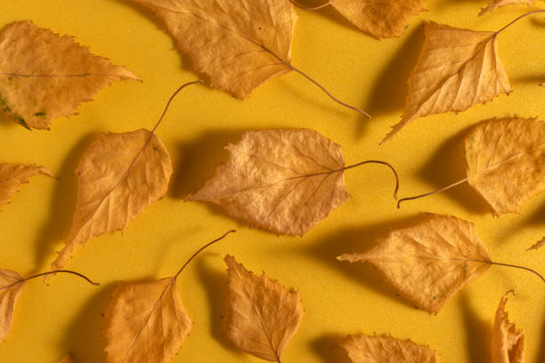 istock Autumn dry leaves on orange background. 1410427099