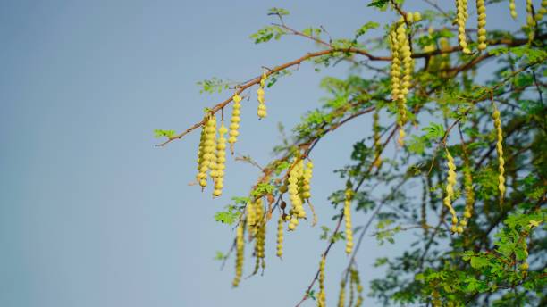 Fruits of Vachellia nilotica commonly known as gum arabic tree, Babul, Thorn mimosa or kikar tree. stock photo