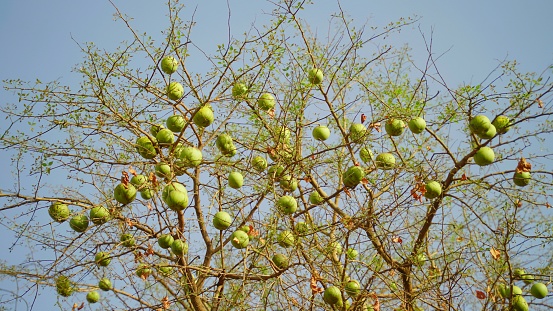 Hanging bael or aegle marmelos fruits on a Bael fruits, Commonly known as bael or bili or bhel, also Bengal quince, golden apple, Japanese bitter orange, stone apple or wood apple.