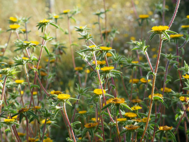 istock Wildflowers. Pallenis spinosa 1410428516