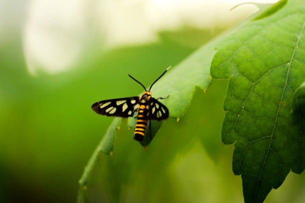 istock Orange Spotted Tiger Moth (Amata hurbneri) 1410428597