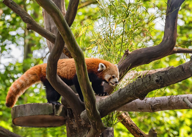 istock Red panda, Lesser panda is on the tree 1410429378