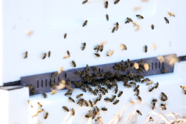 Unique apiary from polyfoam. New technology for growing bees. Honey bees. Ecological honey production