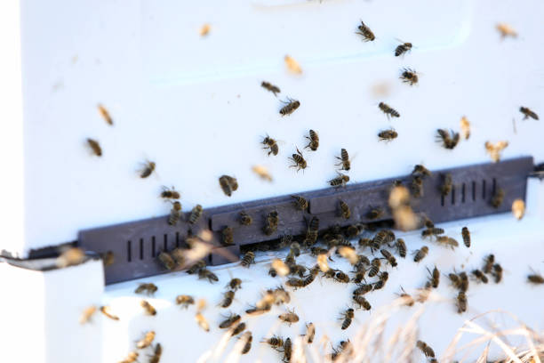 istock Unique apiary from polyfoam. New technology for growing bees. Honey bees. Ecological honey production. 1410429677