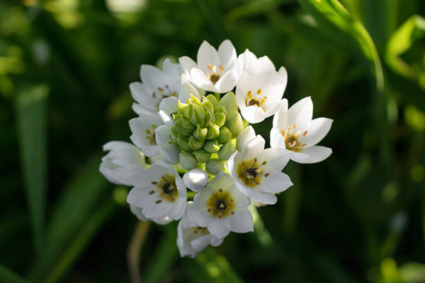 Ornithogalum White Spike