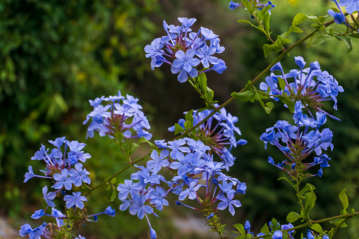 Blooming bush plumbago auriculata with pale blue flowers close up