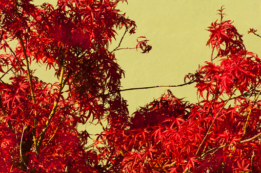 Red leaves of creeper plant in autumn time. Ivy on yellow wall.