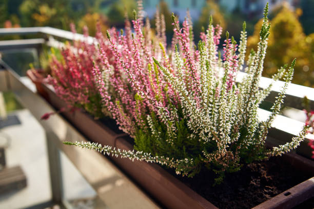 istock Heather flowers growing outdoors in soil in the autumn 1410431984