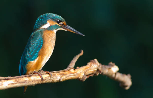 istock A young kingfisher is sitting on an old branch above the river 1410432049