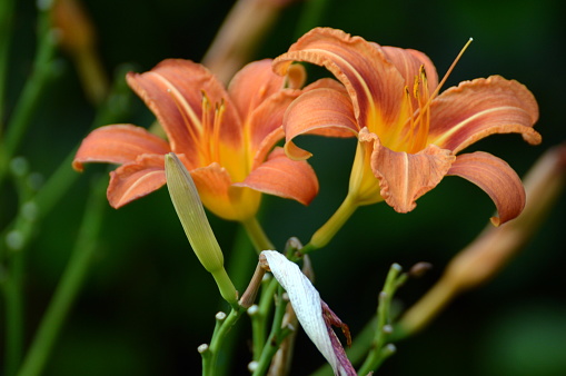 The daylily is an amazingly low-maintenance  perennial. Despite the name, daylilies are not true lilies, although the flower has a similar shape.