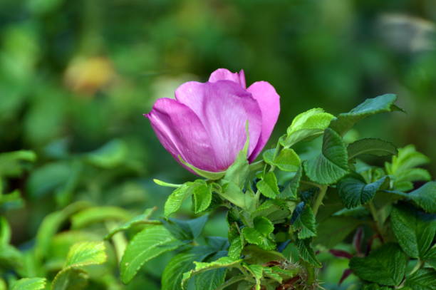 The invasive species Rosa rugosa (Japanese Rose)